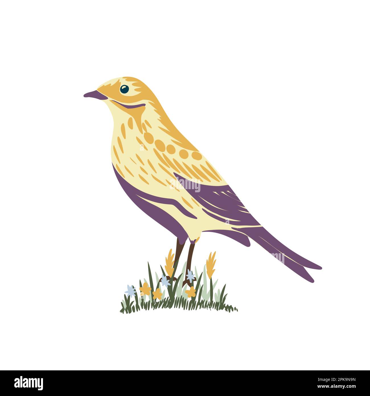 Illustration faite à la main de la prairie pipit Anthus pratensis oiseau dans les fleurs d'herbe. Observation des oiseaux en anglais britannique, espèces d'animaux de la nature, biologie zoologie, habitat en Europe commune, faune lumineuse conception naturelle observation des oiseaux Banque D'Images