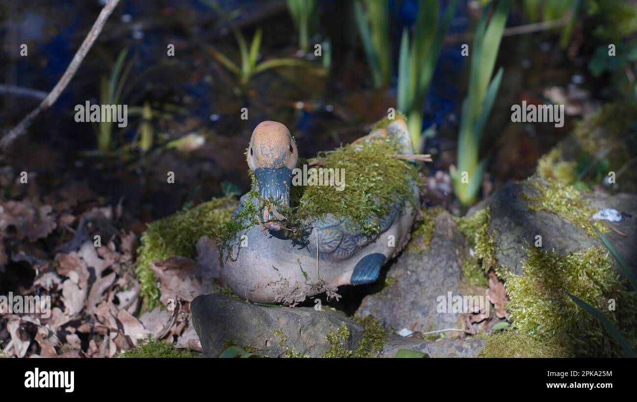 Un canard d'argile avec de la mousse sur son dos assis au bord d'un étang. Une impression de printemps gaie. Banque D'Images