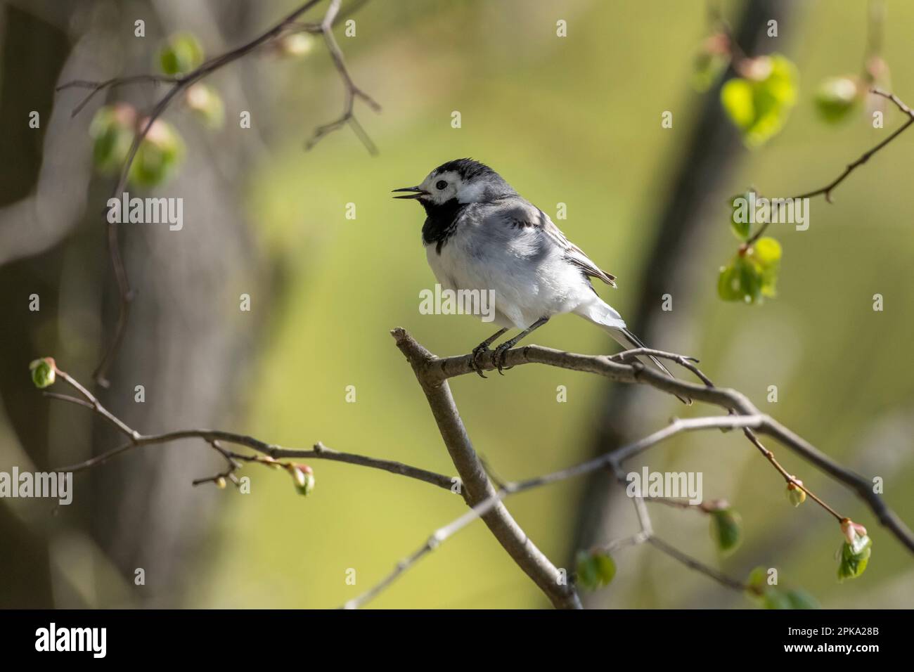 Pied Wagtail (Motacilla alba), aussi Wippstiärtken, Wippsteert, Wibbelstetzje, AkkermÄntje ou BaumÄntje. Banque D'Images