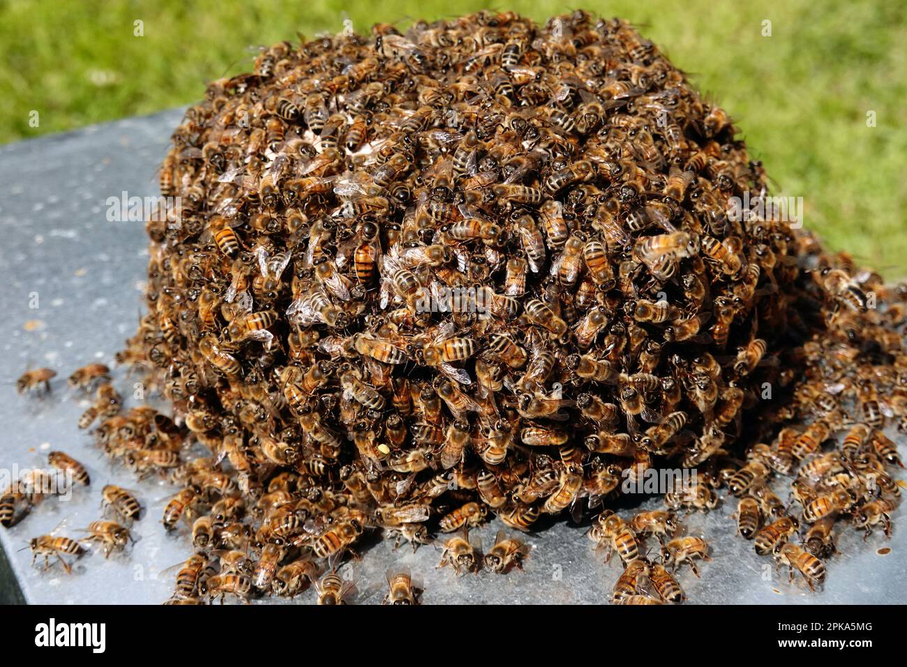 08.05.2021, Allemagne, Brandebourg, Neuenhagen - Allemagne - la chaleur des abeilles s'est installée sur une pierre. 00S210508D004CAROEX.JPG [VERSION DU MODÈLE : NON APPLICABLE, Banque D'Images