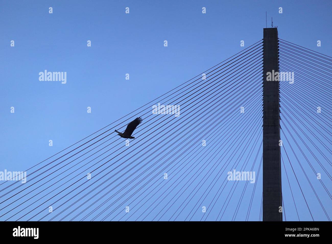 12.04.2022, Norvège, Trondelag, Straumen - détail du pont Skarnsund. 00S220412D061CAROEX.JPG [AUTORISATION DU MODÈLE : NON APPLICABLE, AUTORISATION DU PROPRIÉTAIRE : NON (C) Banque D'Images 12.04.2022, Norvège, Trondelag, Straumen - détail du pont Skarnsund. 00S220412D061CAROEX.JPG [AUTORISATION DU MODÈLE : NON APPLICABLE, AUTORISATION DU PROPRIÉTAIRE : NON (C) Banque D'Images