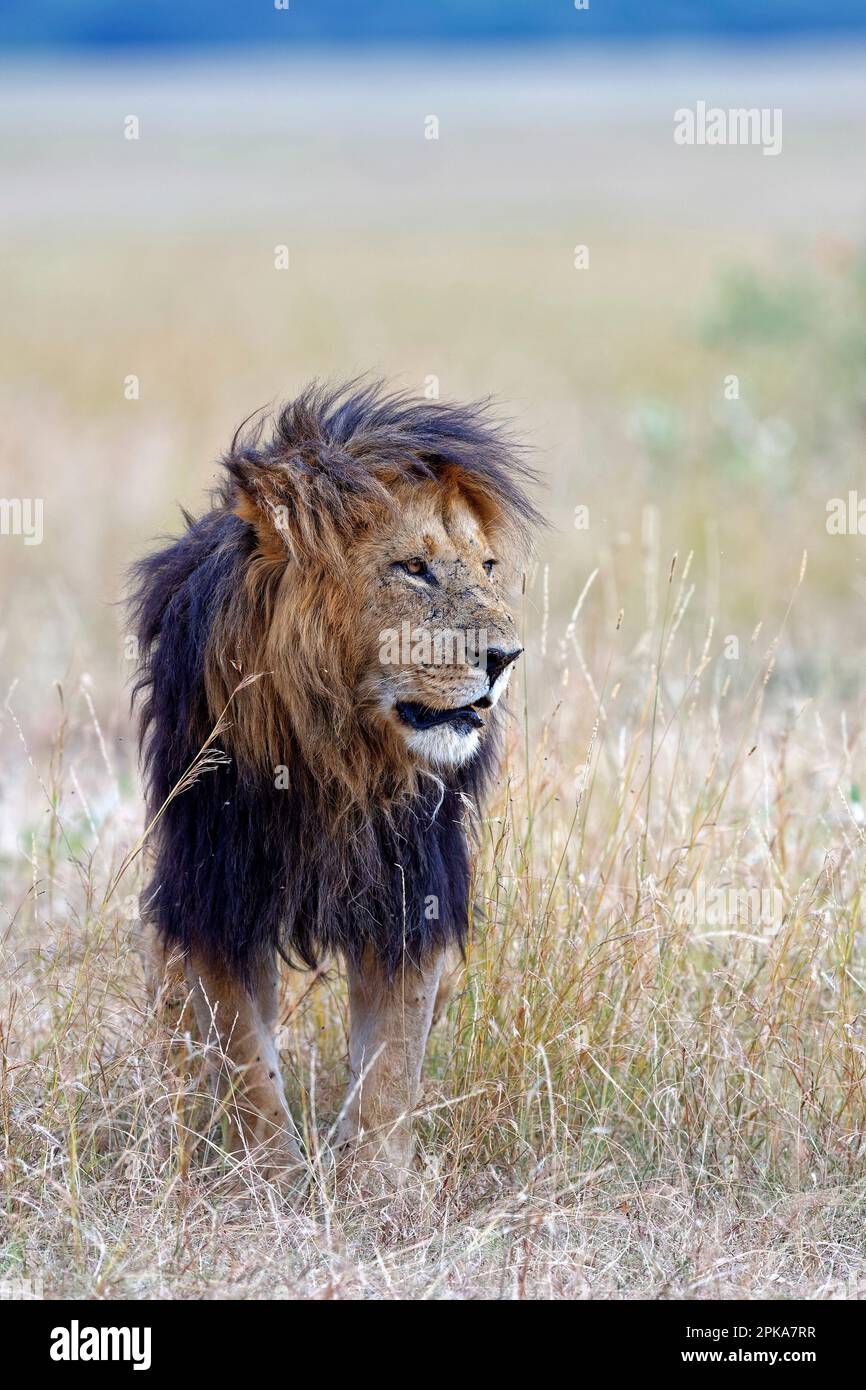 Lion fourré (Panthera leo) avec une manne très foncée, réserve de gibier de Maasai Mara, Kenya. Banque D'Images
