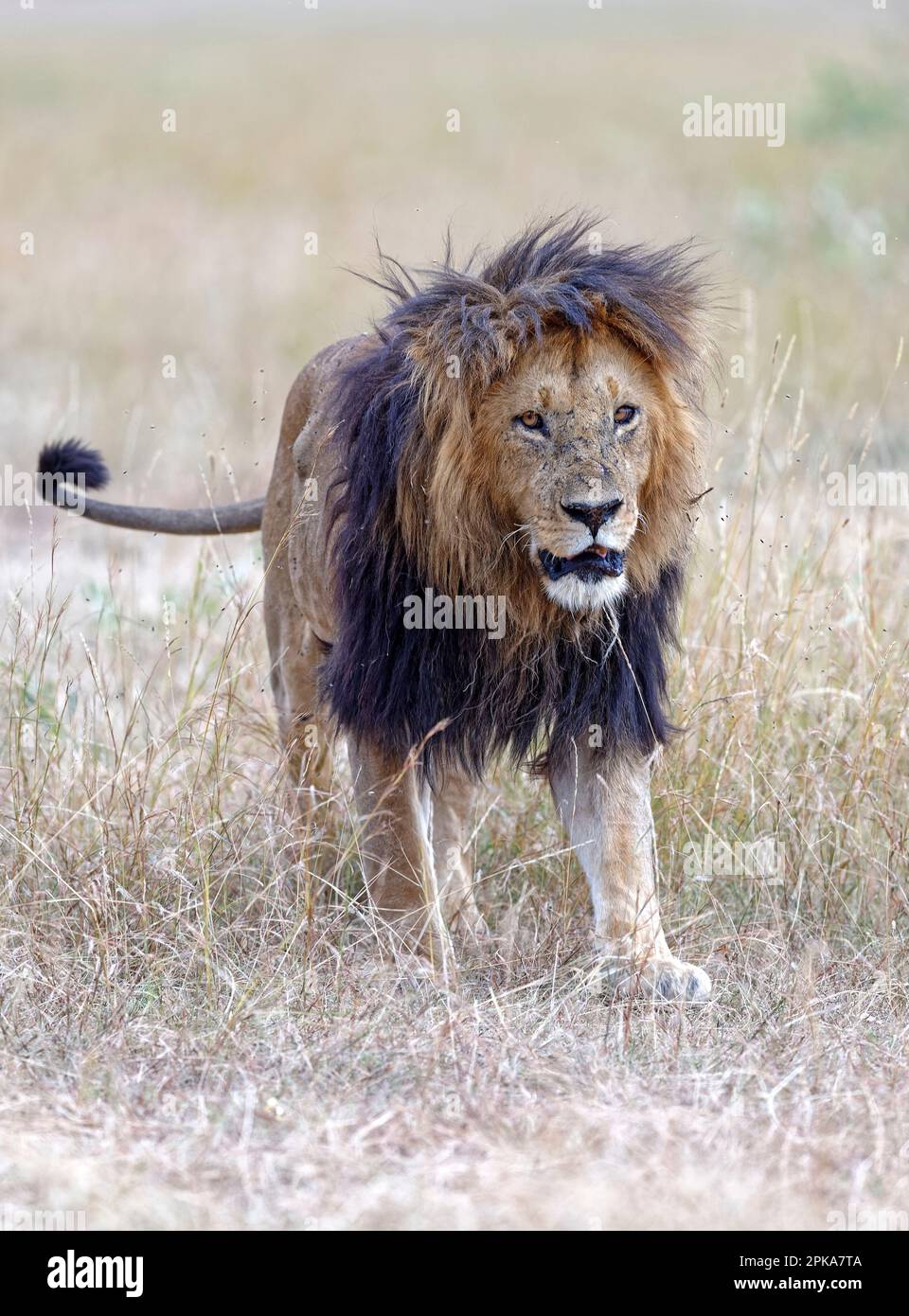 Lion fourré (Panthera leo) avec une manne très foncée, réserve de gibier de Maasai Mara, Kenya. Banque D'Images