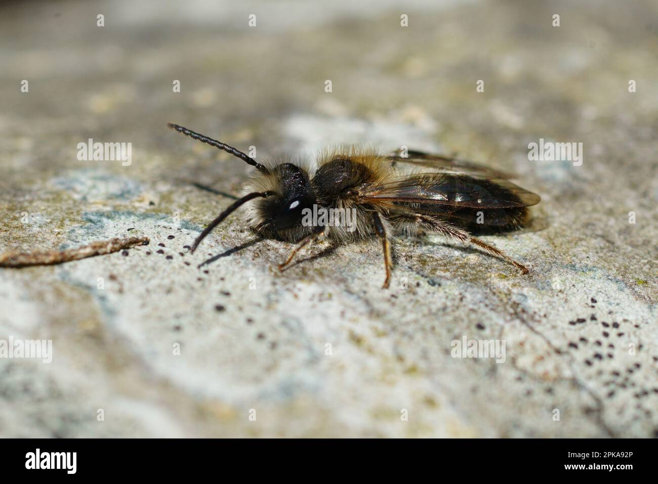 Gros plan naturel sur une abeille mellow mâle, Andrena mitis se réchauffant sur un morceau de bois Banque D'Images