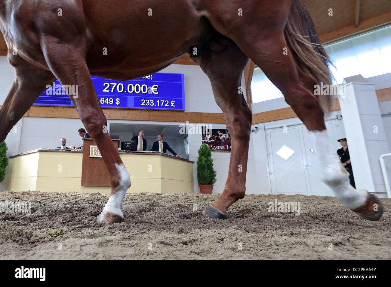 02.09.2022, Allemagne, Bade-Wurtemberg, Iffezheim - photo symbolique: Vente aux enchères de chevaux. 00S220902D641CAROEX.JPG [AUTORISATION DU MODÈLE : NON, AUTORISATION DU PROPRIÉTAIRE : NON ( Banque D'Images