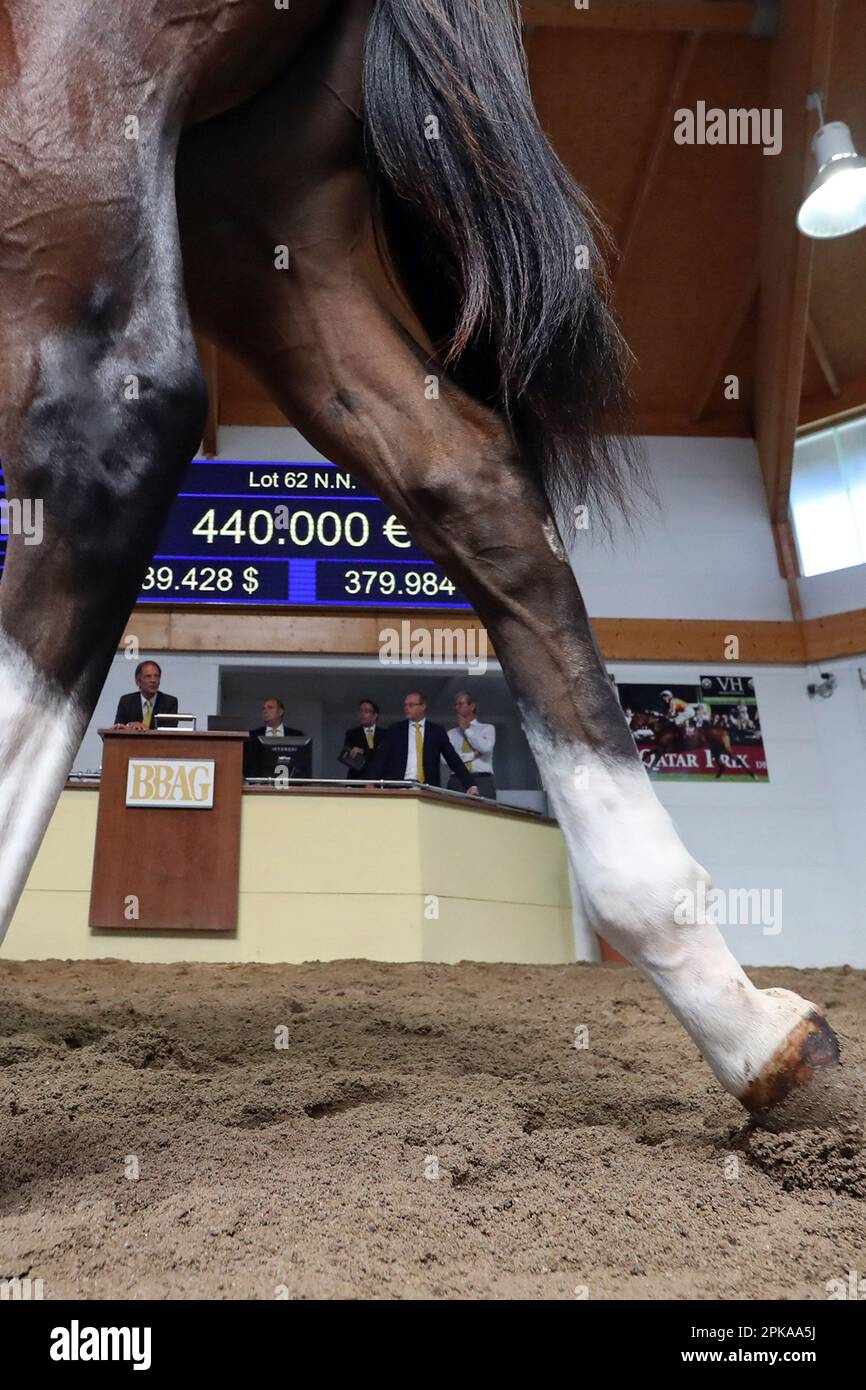 02.09.2022, Allemagne, Bade-Wurtemberg, Iffezheim - photo symbolique: Vente aux enchères de chevaux. 00S220902D608CAROEX.JPG [AUTORISATION DU MODÈLE : NON, AUTORISATION DU PROPRIÉTAIRE : NON ( Banque D'Images