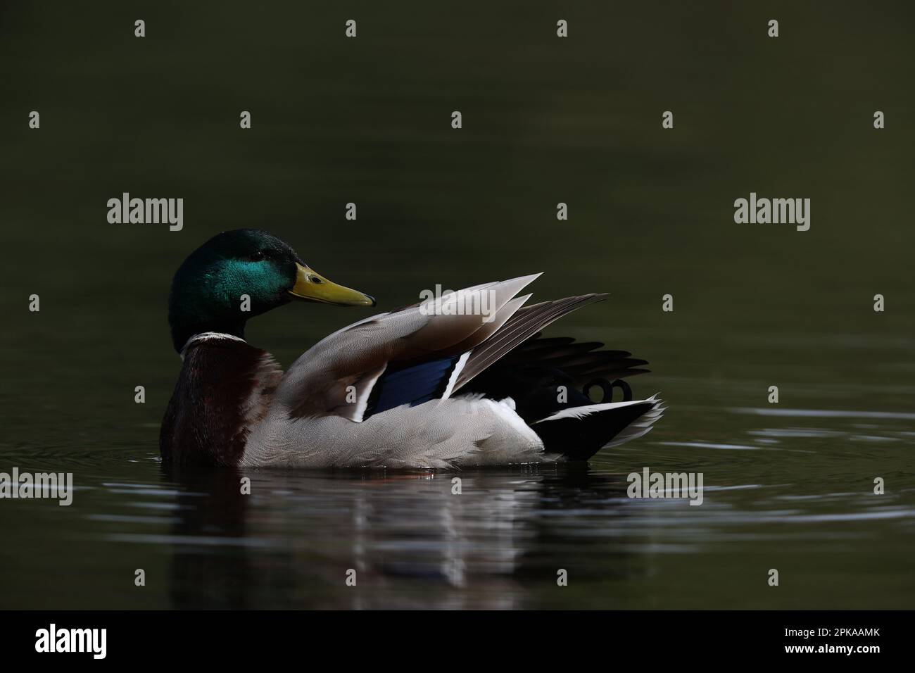 Canard colvert dans un parc à Paris, Ile de France, France. Banque D'Images