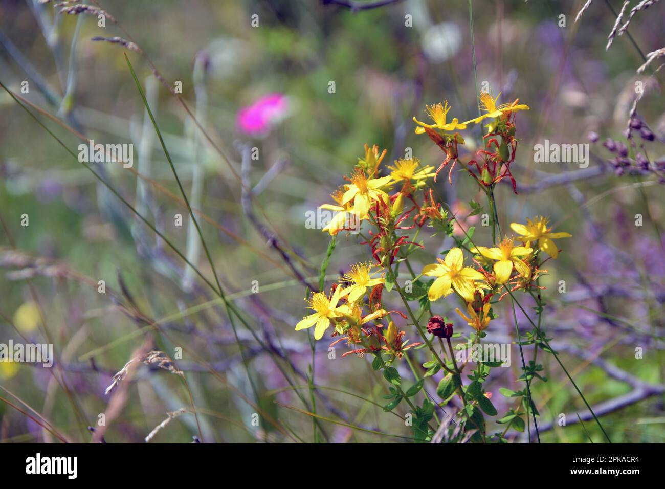 St. La plante moût de John (Hypericum perforatum) en été avec des fleurs jaunes. Image horizontale avec mise au point sélective, arrière-plan vert flou et c Banque D'Images