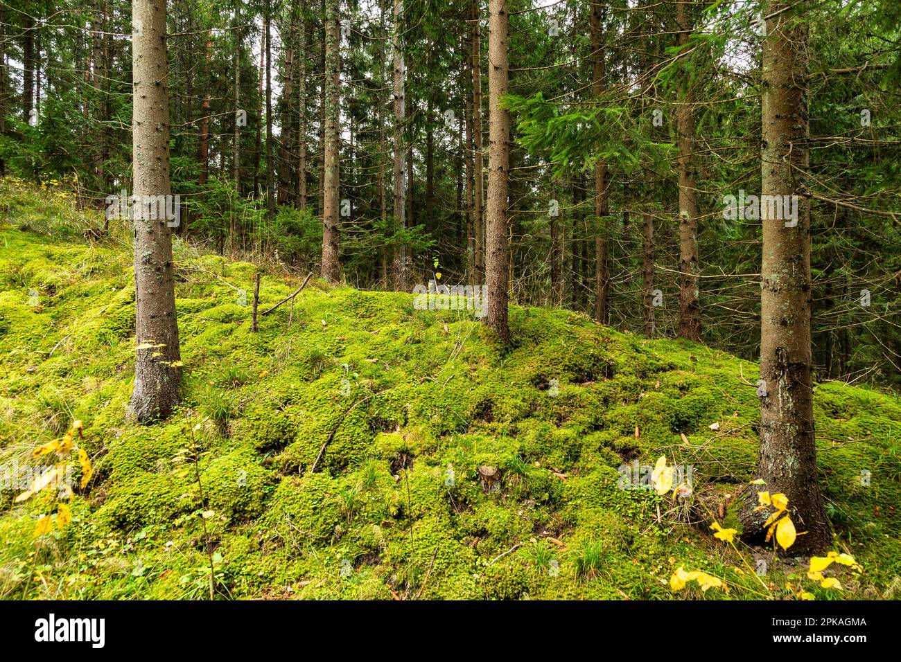 Europe, Pologne, Voïvodeship Warmian-Masurien, Puszcza Romincka / Romincka Forest Banque D'Images