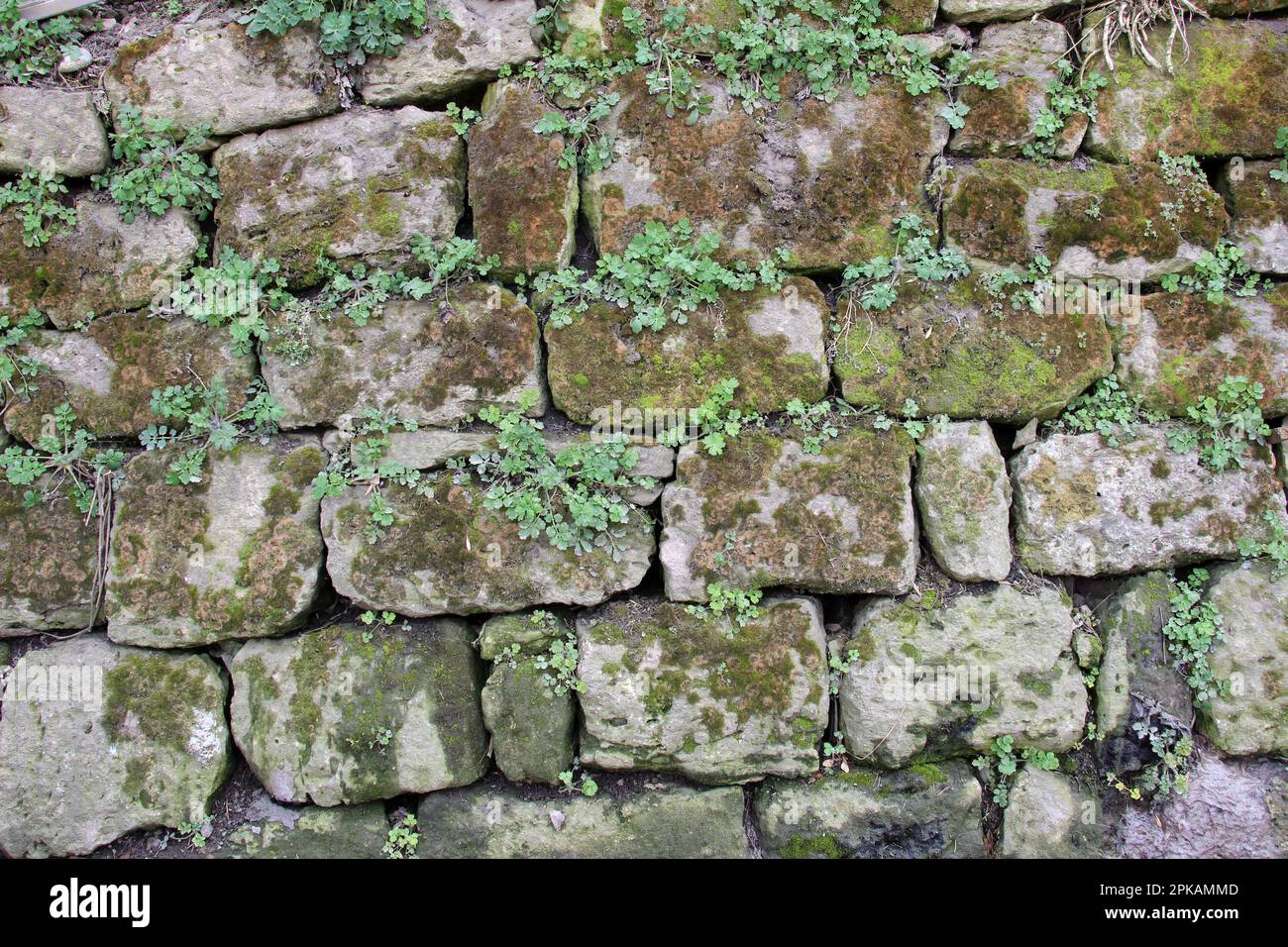 Arrière-plan avec vieux mur de pierre et la végétation Banque D'Images