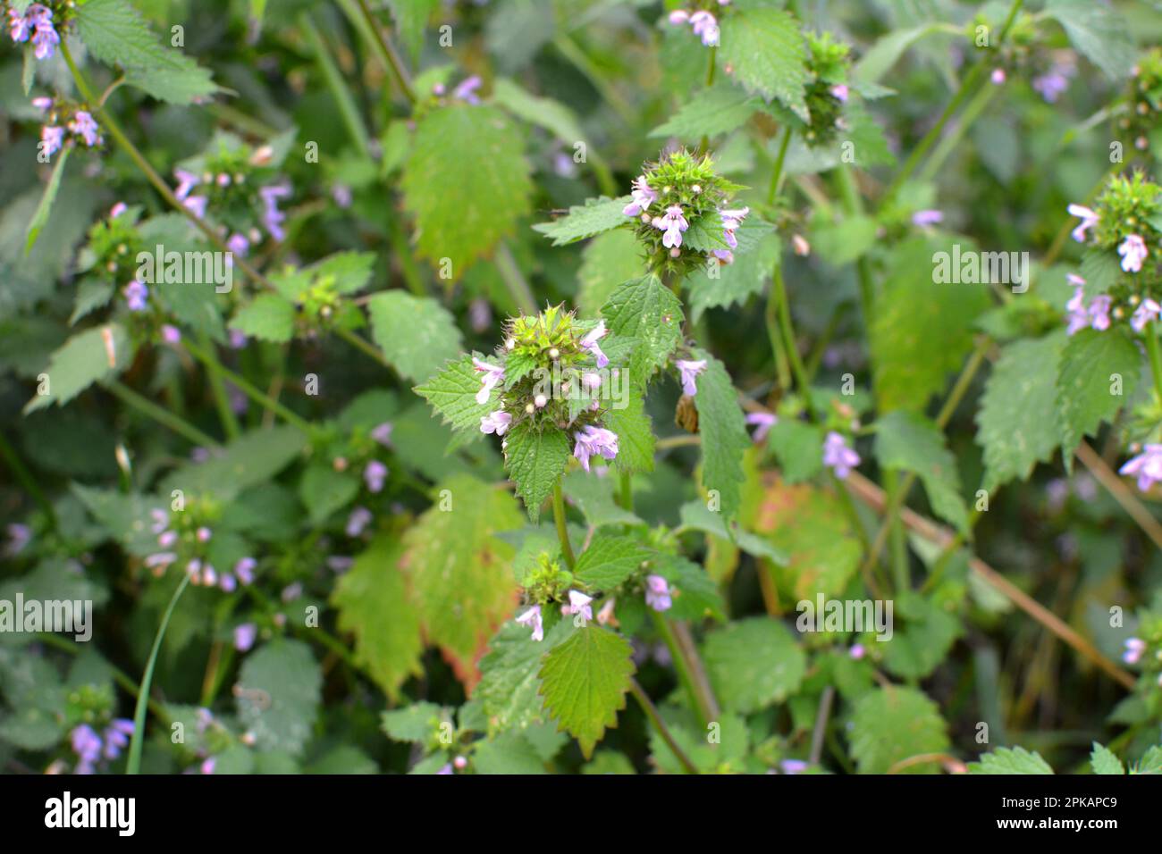 La plante sauvage BallotaNigra pousse dans la nature Banque D'Images