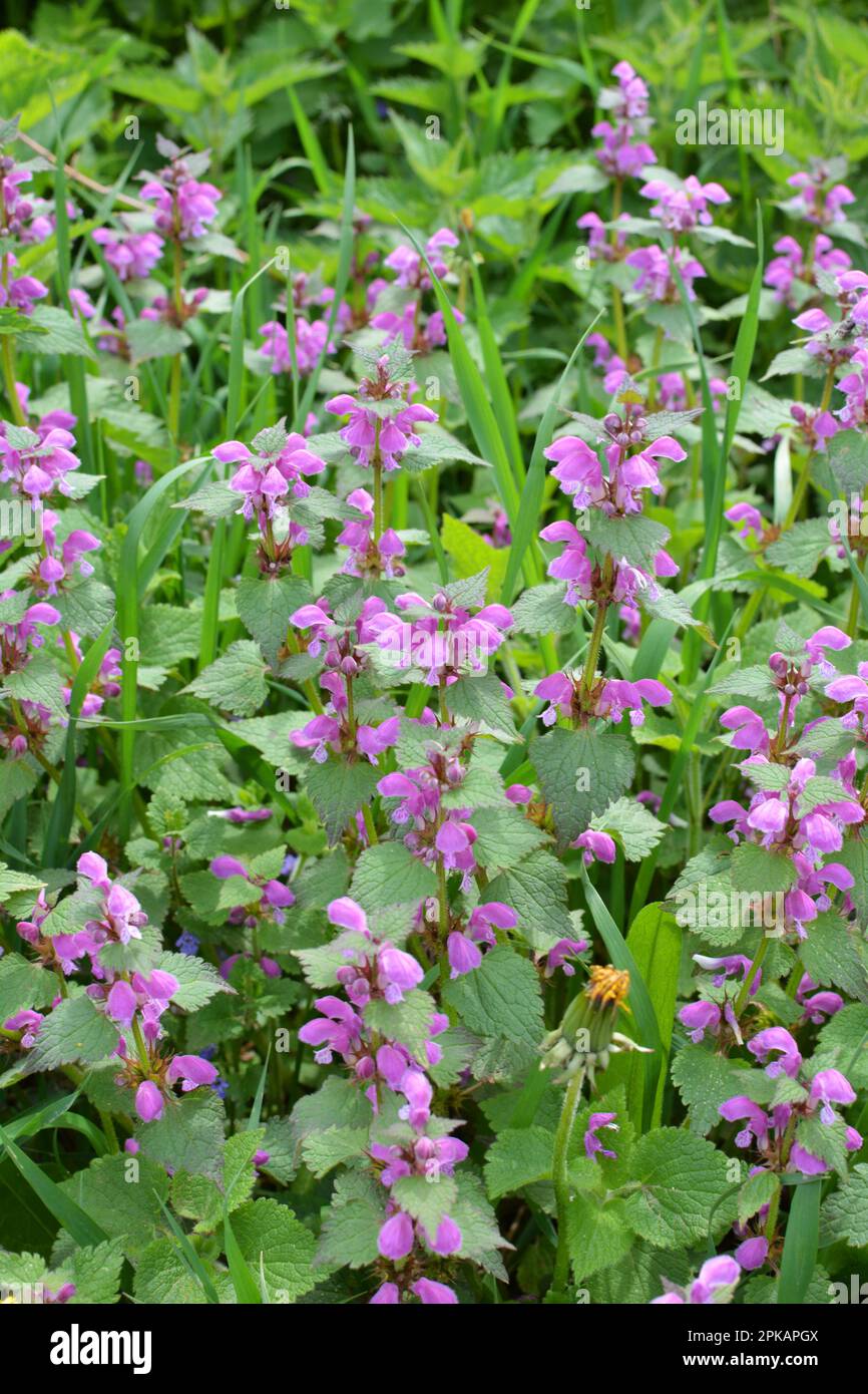 Il fleurit dans le violet d'ortie sourd sauvage (Lamium purpueum) Banque D'Images