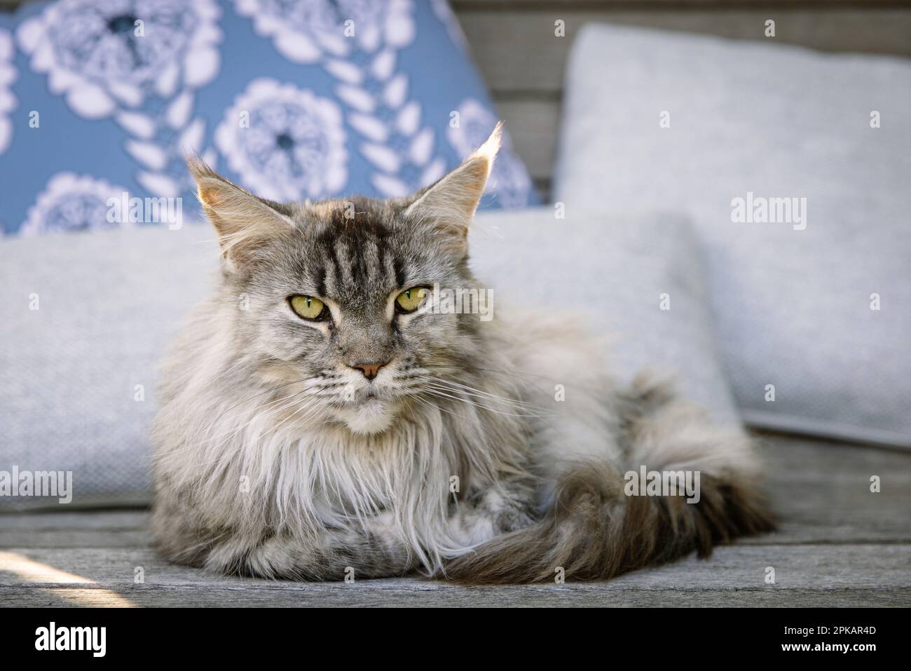 Chat bien entretenu reposant sur des meubles en teck dans le jardin Banque D'Images