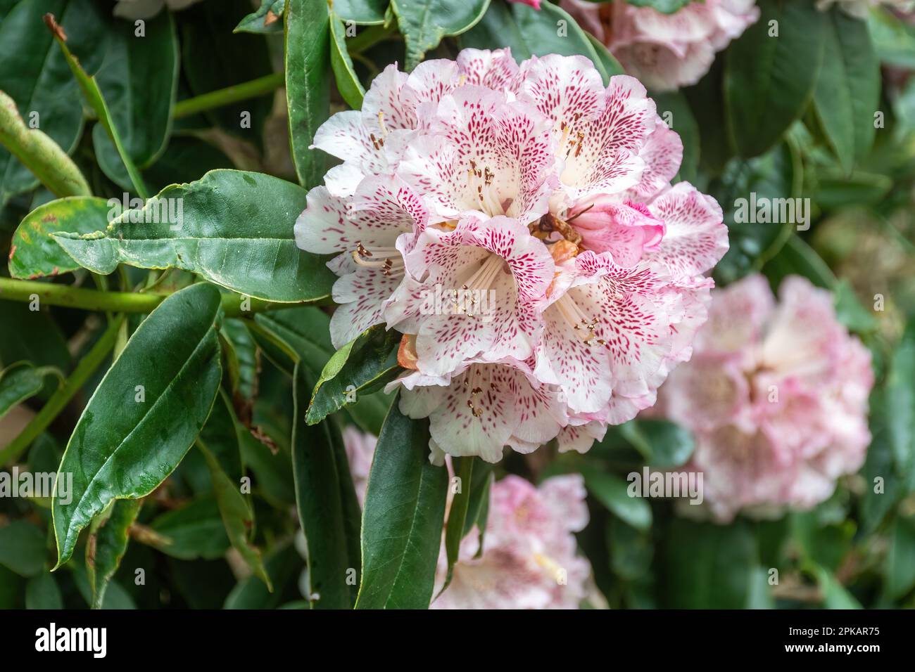 Fleurs frappantes ou fleurs de Rhododendron irroratum 'Polka Dot' arbuste, blanc et violet profond fortement tacheté étouffé rose au printemps, Royaume-Uni Banque D'Images