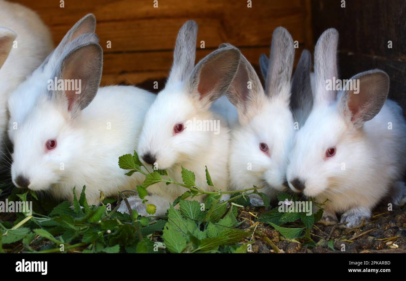 Un jeune lapin de la race californienne Banque D'Images