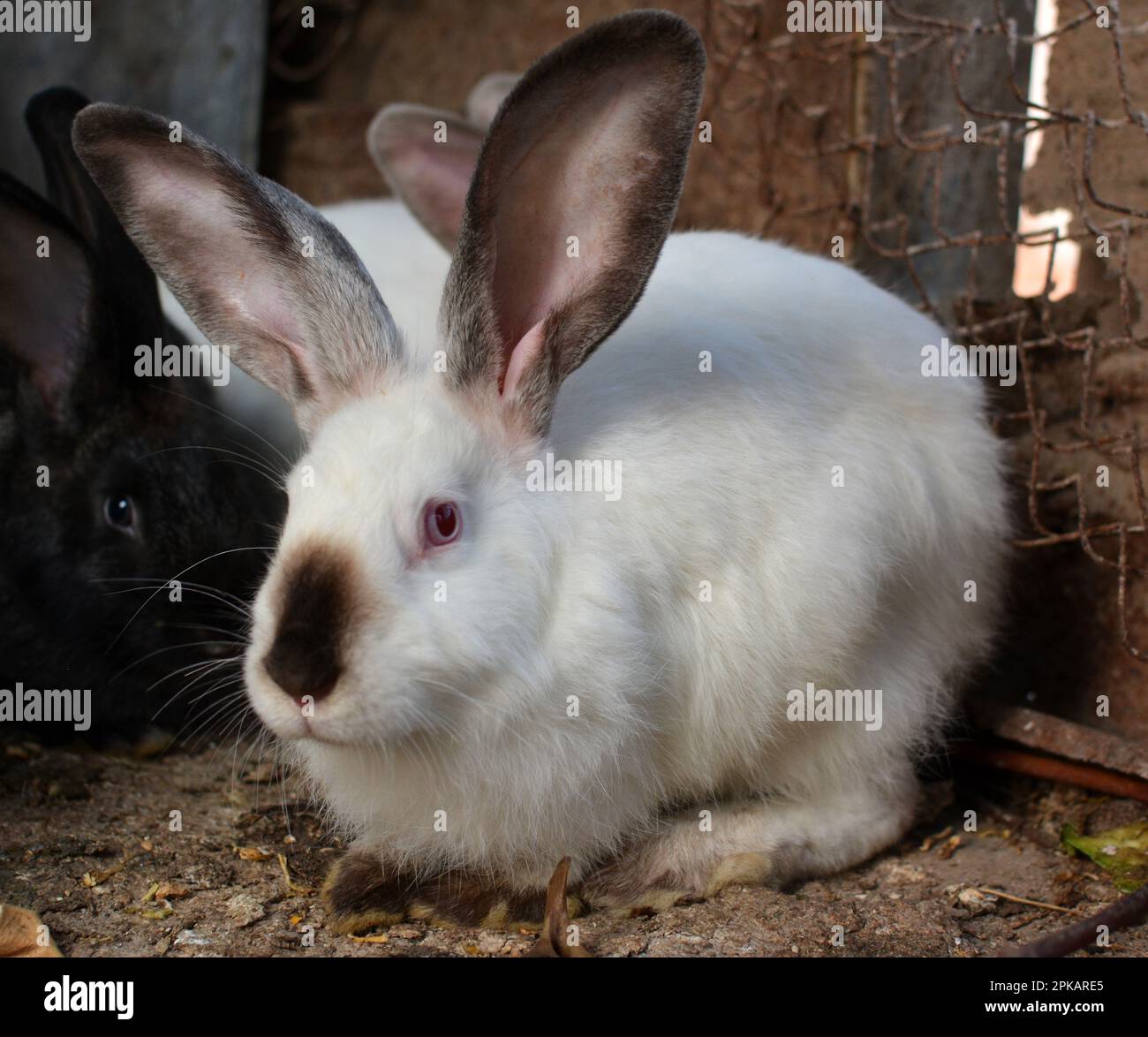 Un lapin adulte de la race californienne Banque D'Images
