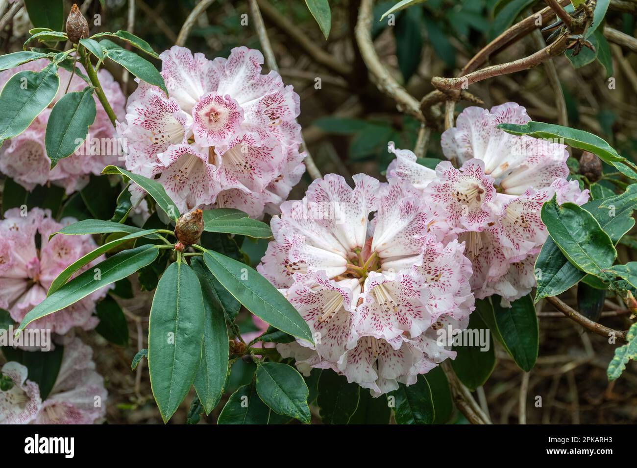 Fleurs frappantes ou fleurs de Rhododendron irroratum 'Polka Dot' arbuste, blanc et violet profond fortement tacheté étouffé rose au printemps, Royaume-Uni Banque D'Images