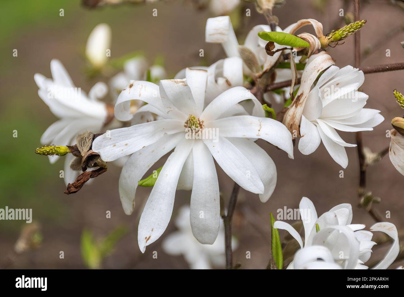 Fleurs en forme d'étoile Banque de photographies et d’images à haute — free download