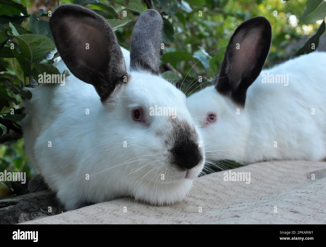 Un lapin adulte de la race californienne Banque D'Images