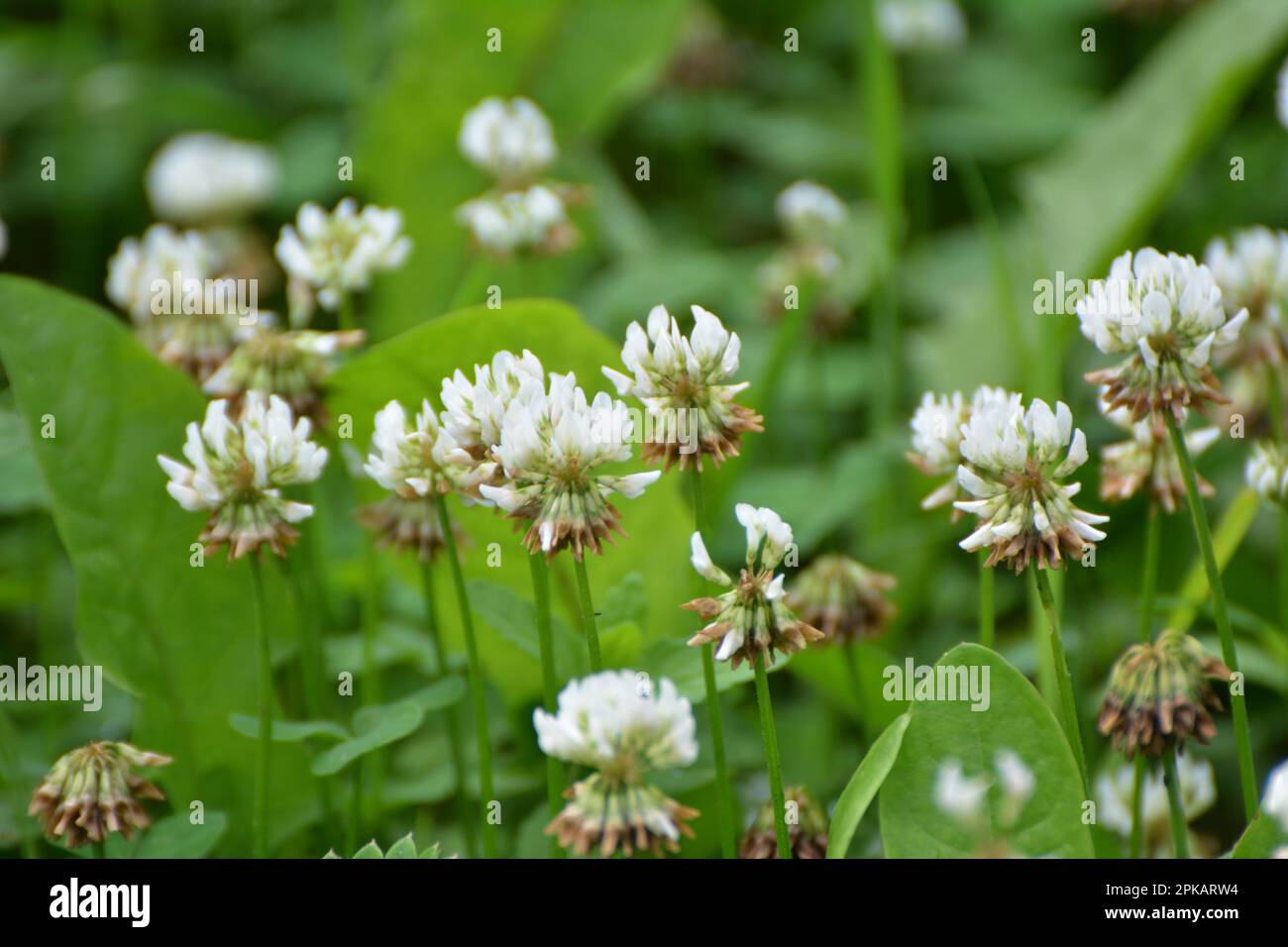 Le trèfle est de nature blanche (Trifolium repens) Banque D'Images