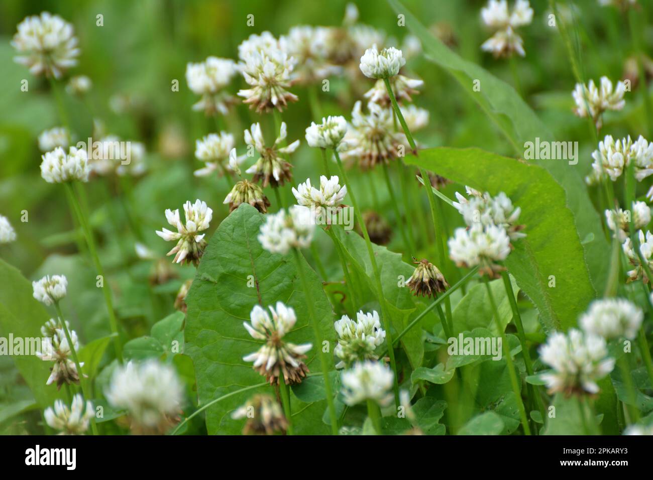 Le trèfle est de nature blanche (Trifolium repens) Banque D'Images