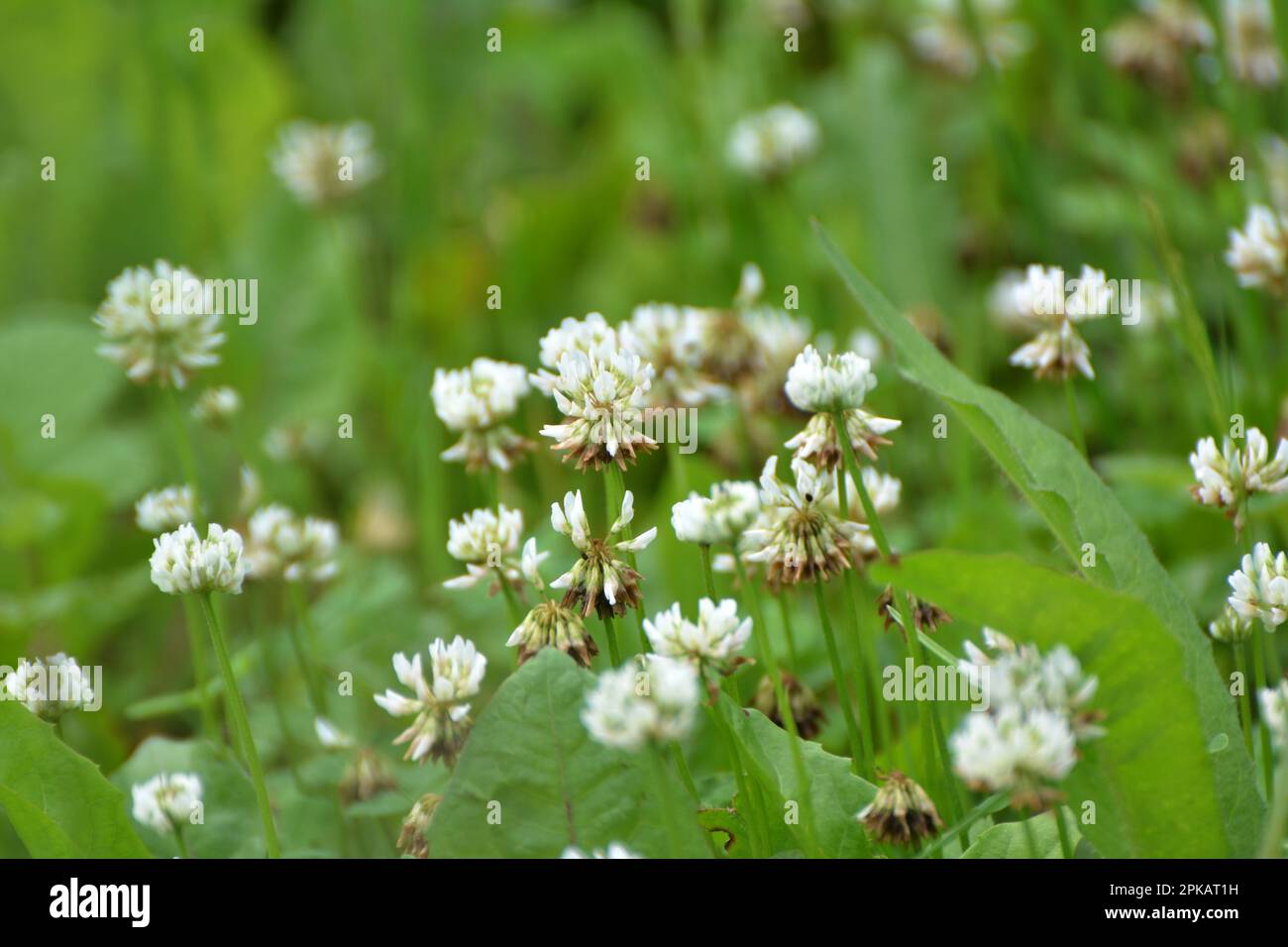 Le trèfle est de nature blanche (Trifolium repens) Banque D'Images