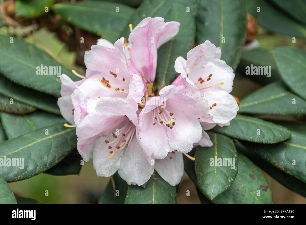 Fleurs roses ou fleurs de Rhododendron fulvum ssp. Fulvum (sous-section fulva) au printemps, au Royaume-Uni Banque D'Images