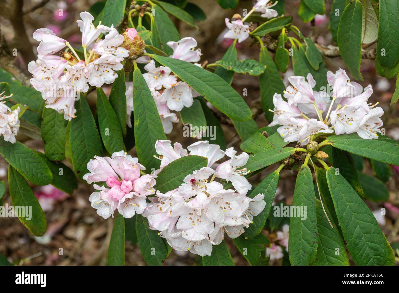 Fleurs blanches teintées de rose de rhododendron uvarifolium var. uvarifolium (également épeautre rhododendron uvarifolium var. Uvarifolium) au printemps Banque D'Images