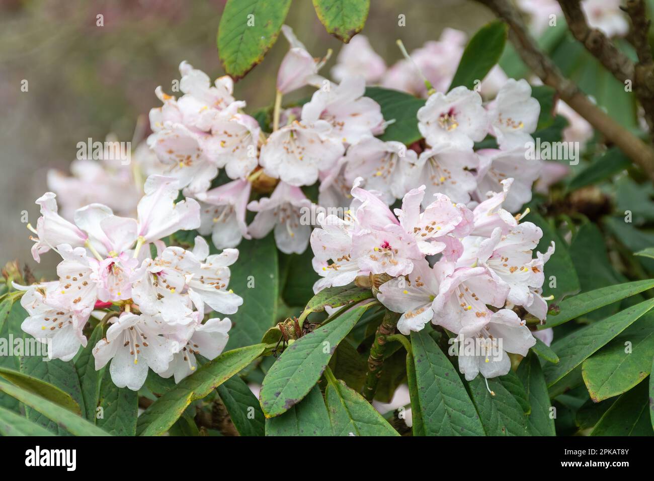 Fleurs blanches teintées de rose de rhododendron uvarifolium var. uvarifolium (également épeautre rhododendron uvarifolium var. Uvarifolium) au printemps Banque D'Images
