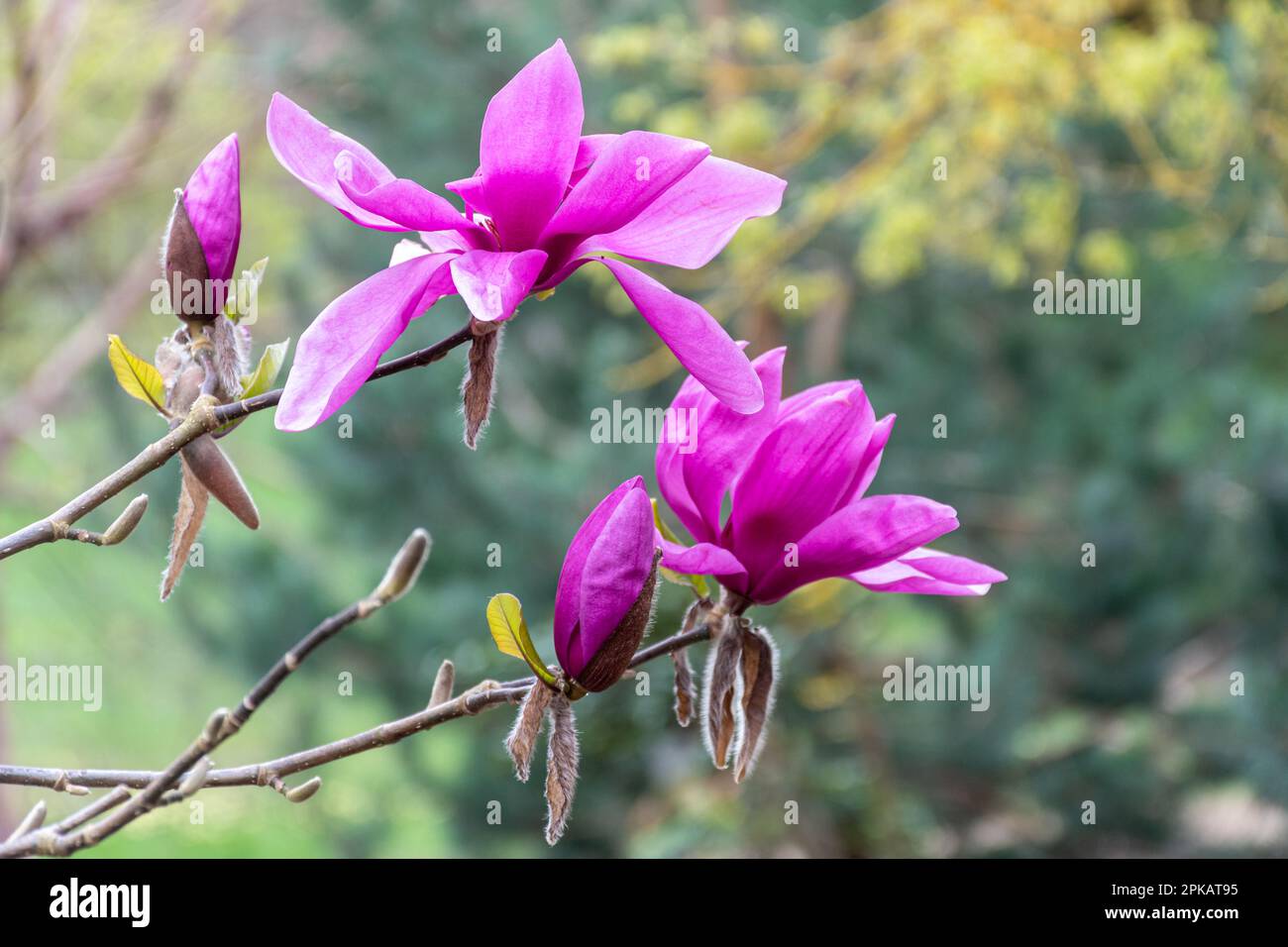 Des fleurs roses ou violettes colorées de Magnolia « Ruth » au printemps à Valley Gardens, Surrey, Angleterre, Royaume-Uni Banque D'Images