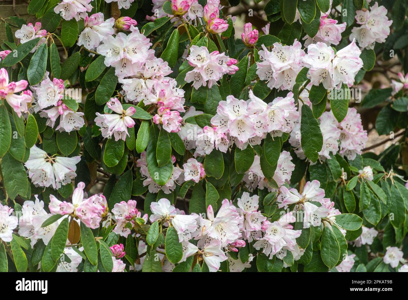 Fleurs roses et blanches tachetées ou fleurs de Rhododendron coeloneurone ssp. Coeloneurone (sous-section taliensia) floraison au printemps, Royaume-Uni Banque D'Images