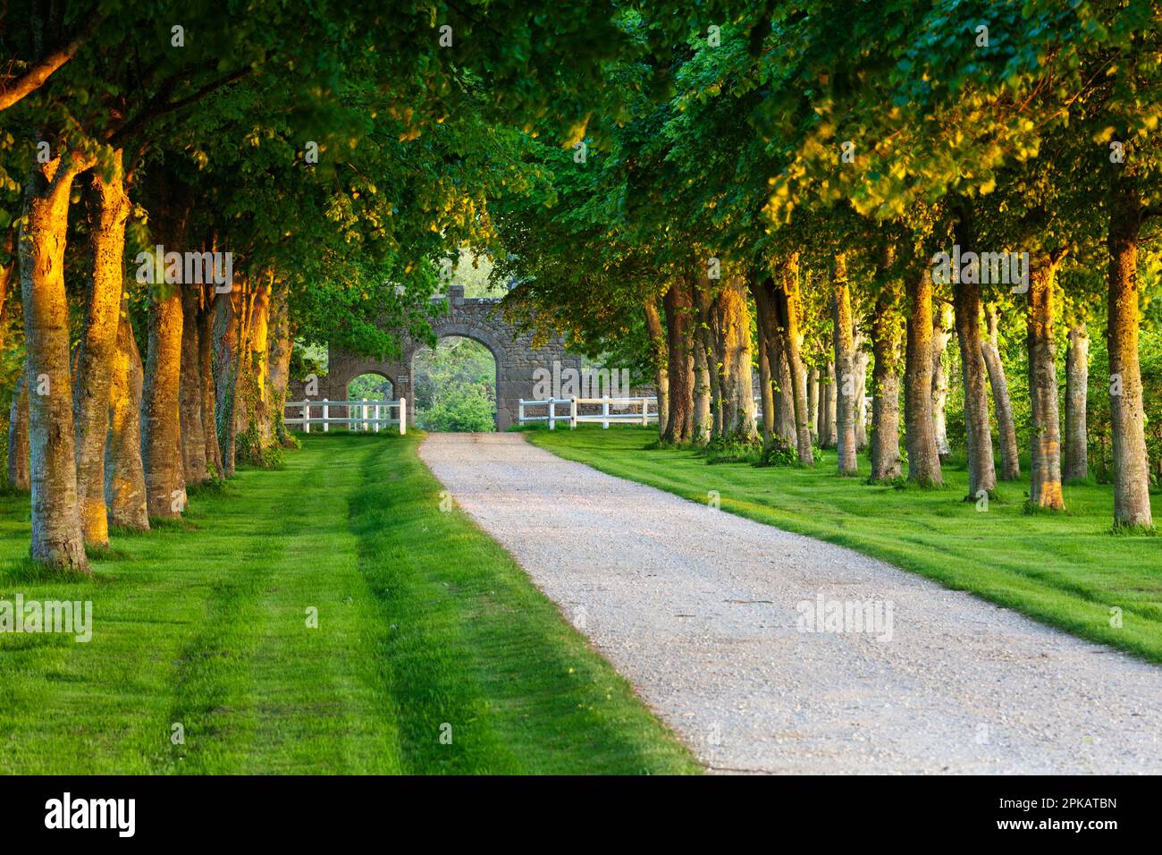 Avenue de citronniers au soleil du soir sur la péninsule du Cotentin près de Barfleur Banque D'Images