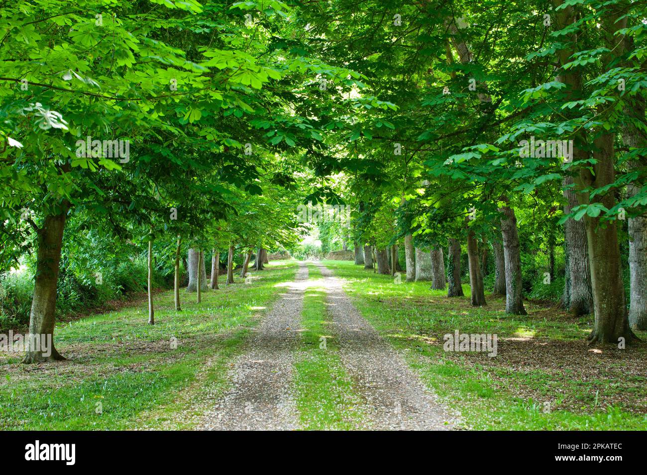 Sur cette petite avenue, vous trouverez des chênes et des châtaignes le long de l'allée menant à un manoir sur la péninsule du Cotentin, en Normandie Banque D'Images