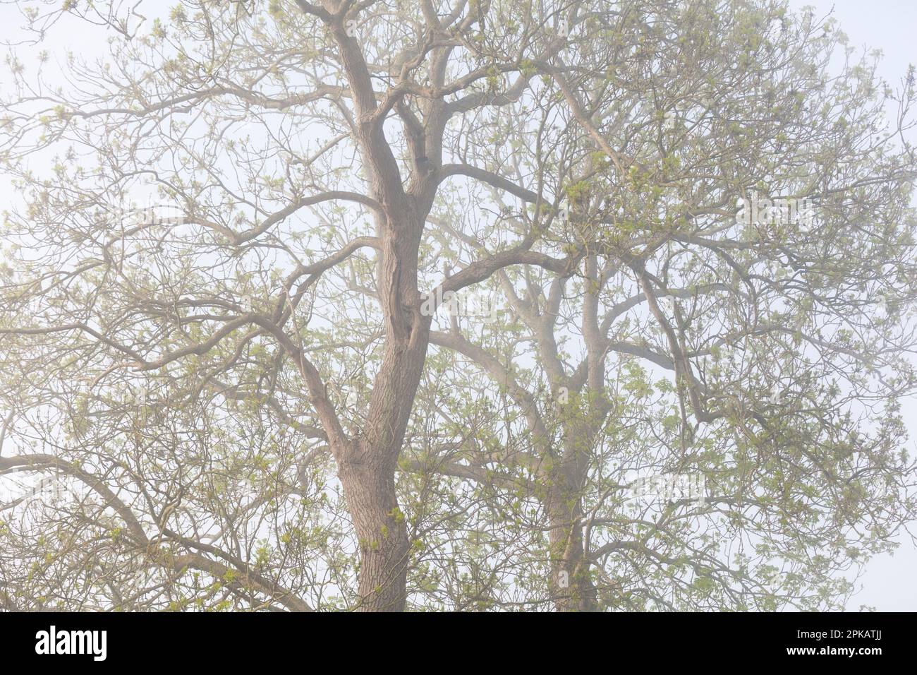 Cendre les arbres dans la brume matinale au printemps Banque D'Images