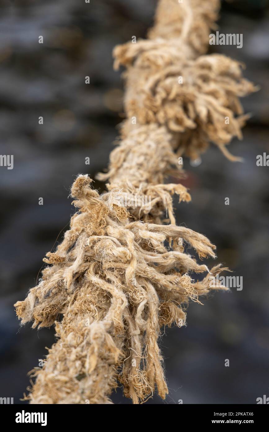 Corde de navire effilochée, détail, corde d'amarrage du voilier amarré à Bontekai, Wilhelmshaven, Basse-Saxe, Allemagne Banque D'Images