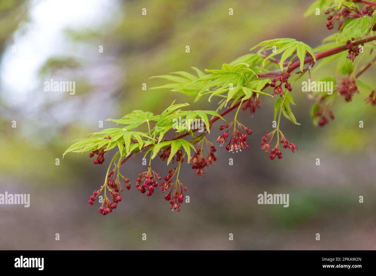 Acer palmatum 'Japanese Sunrise' Tree en avril ou au printemps avec des feuilles à lobes palmatés vert jaune et de petites fleurs rouges, Royaume-Uni Banque D'Images
