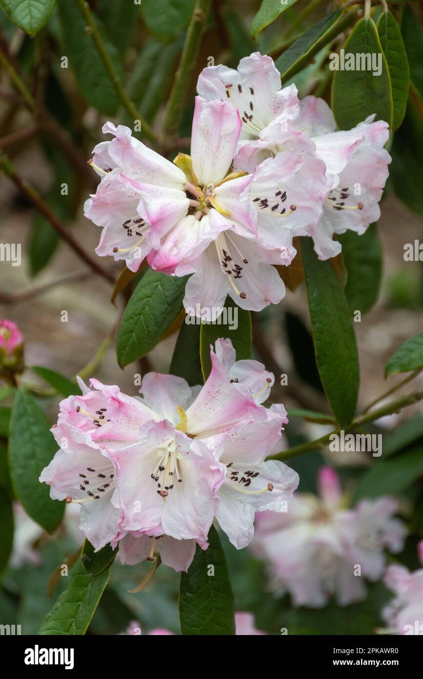 Fleurs roses et blanches tachetées ou fleurs de Rhododendron coeloneurone ssp. Coeloneurone (sous-section taliensia) floraison au printemps, Royaume-Uni Banque D'Images