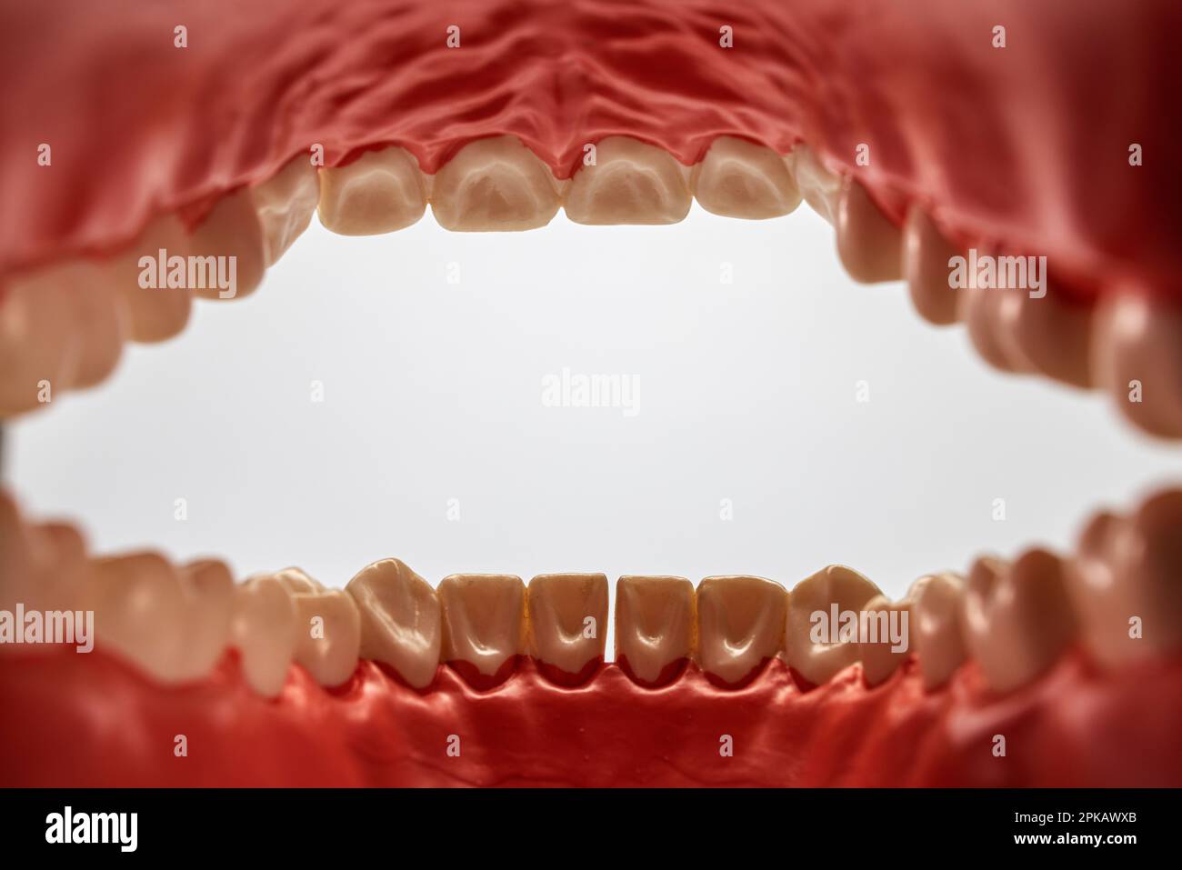 Modèle de soins dentaires ouvert, cavité buccale, image de symbole, soins dentaires, fond blanc, Banque D'Images