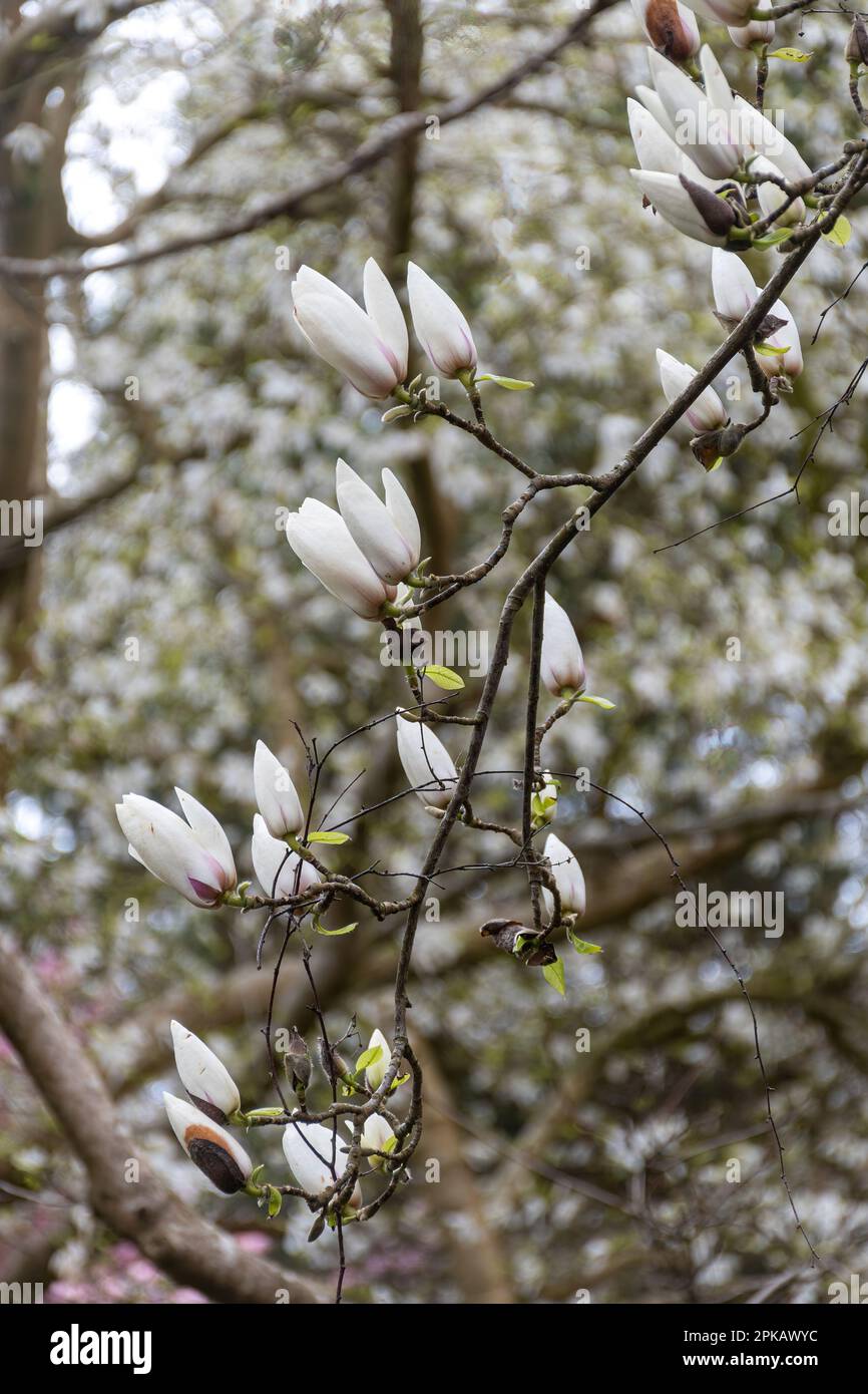 Fleurs blanches de Magnolia 'Manchu Fan', Soulangeana 'Lennei alba' x veitchii, au printemps ou en avril, Royaume-Uni Banque D'Images