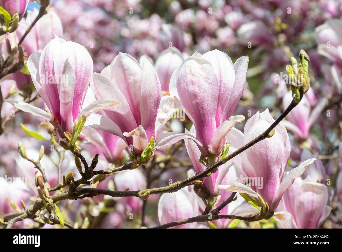 Fleurs roses et blanches du petit arbre Magnolia x Soulangeana 'amabilis' (Magnolia denudata × Magnolia liiflora), la soucoupe magnolia, au printemps Banque D'Images