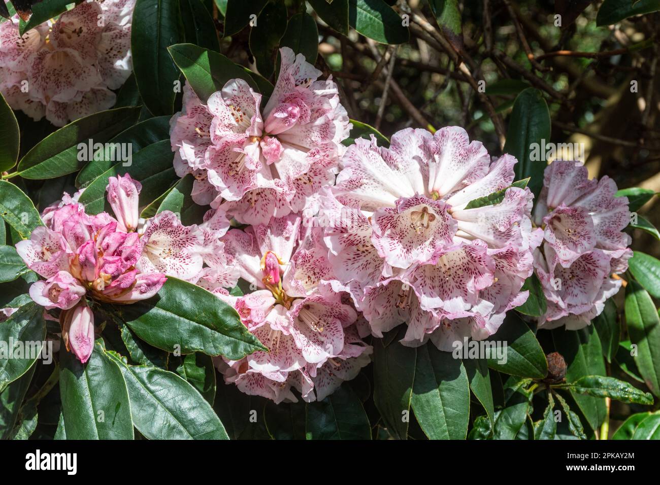 Fleurs frappantes ou fleurs de Rhododendron irroratum 'Polka Dot' arbuste, blanc et violet profond fortement tacheté étouffé rose au printemps, Royaume-Uni Banque D'Images