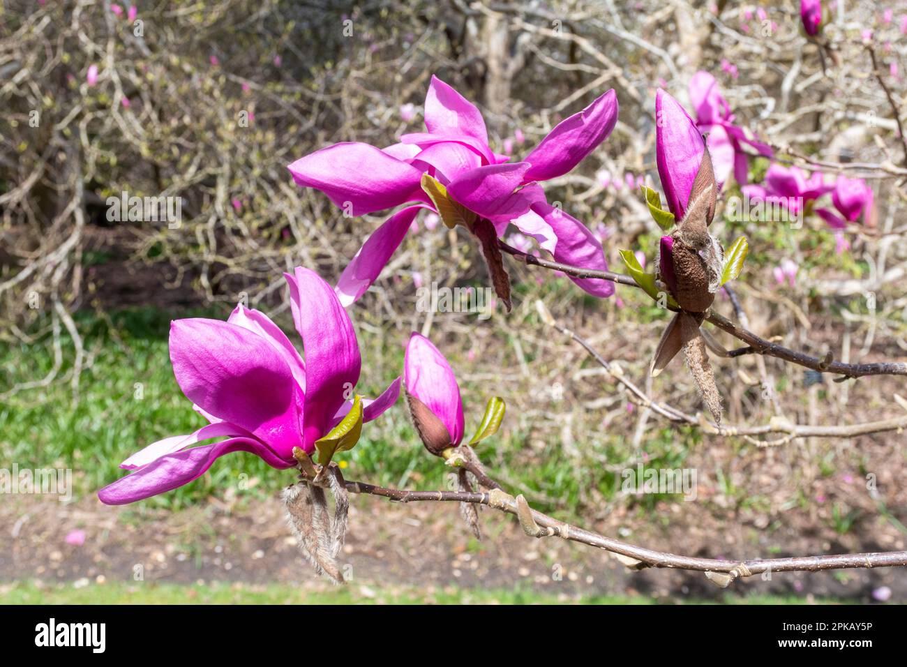 Des fleurs roses ou violettes colorées de Magnolia « Ruth » au printemps à Valley Gardens, Surrey, Angleterre, Royaume-Uni Banque D'Images
