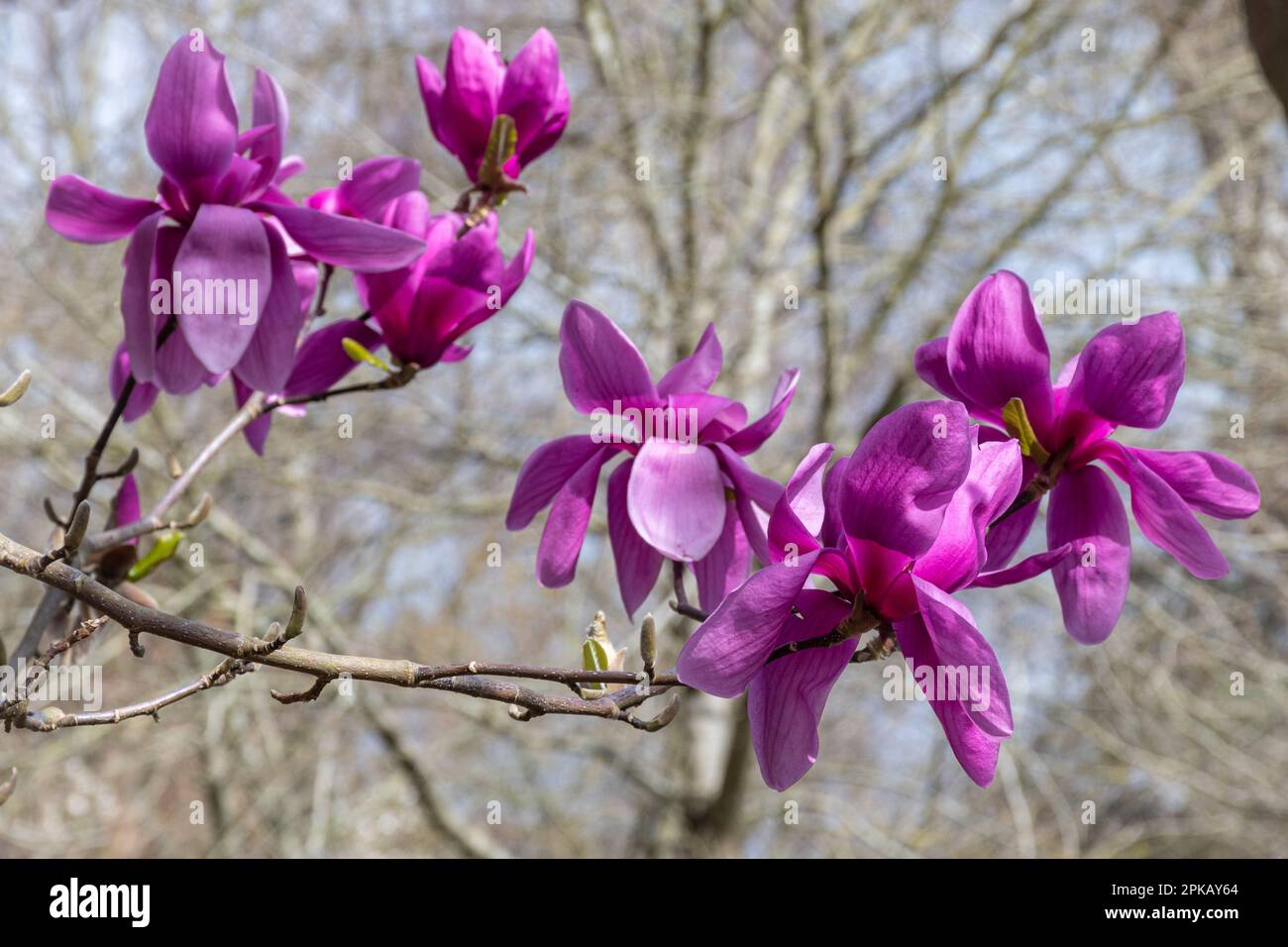 Des fleurs roses ou violettes colorées de Magnolia « Ruth » au printemps à Valley Gardens, Surrey, Angleterre, Royaume-Uni Banque D'Images