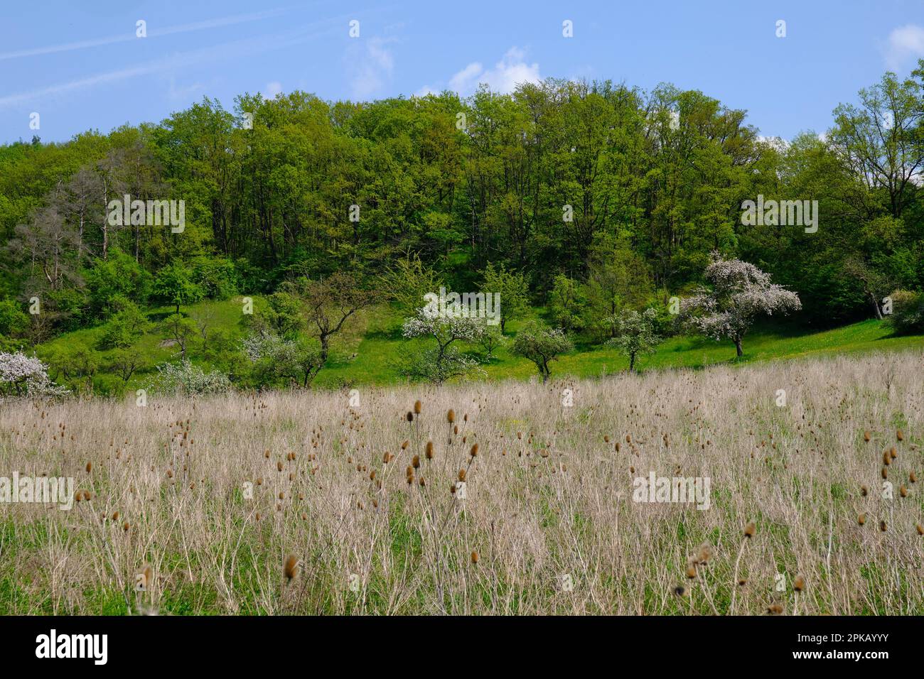 Basse chaîne de montagnes paysage de la Haßberge près de Goßmannsdorf, quartier de la ville Hofheim en Basse-Franconie, quartier Haßfurt, parc naturel Haßberge, Basse-Franconie, Franconie, Bavière, Allemagne Banque D'Images