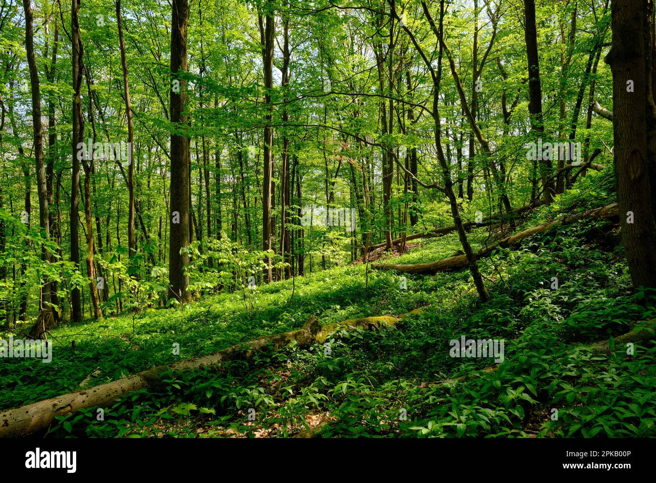 Basse chaîne de montagnes paysage de la Haßberge près de Goßmannsdorf, quartier de la ville Hofheim en Basse-Franconie, quartier Haßfurt, parc naturel Haßberge, Basse-Franconie, Franconie, Bavière, Allemagne Banque D'Images