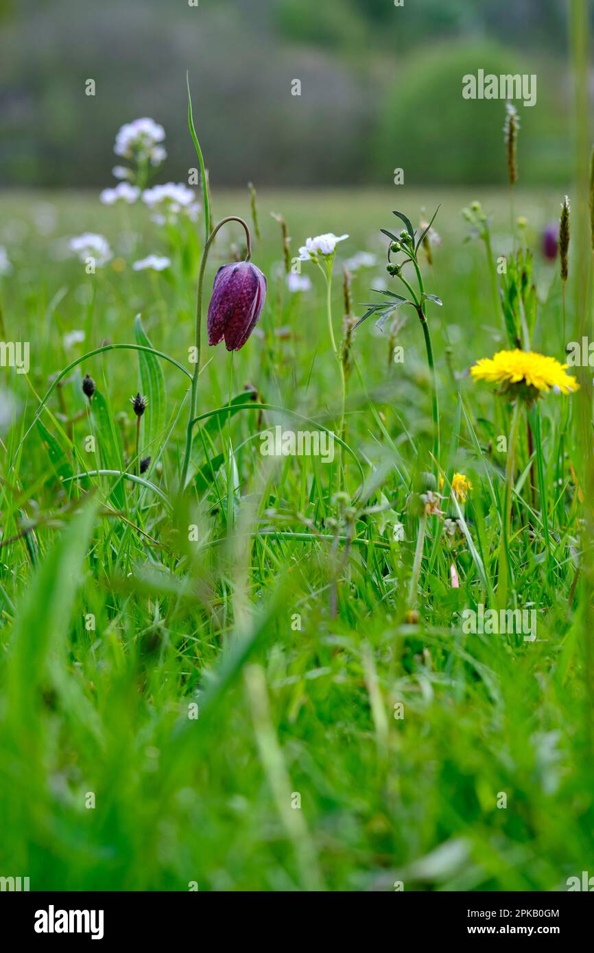 fritillary, également daffodil à damier, Fritilaria meleagris. Banque D'Images