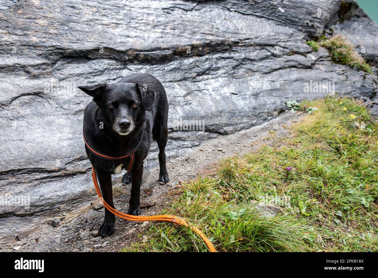 Randonnée avec le chien dans le paysage alpin des réservoirs de Kaprun, Autriche Banque D'Images