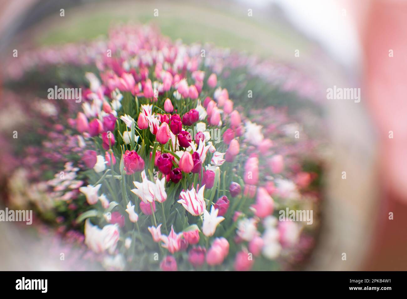 Tulipes photographiées à travers une boule de verre Banque D'Images