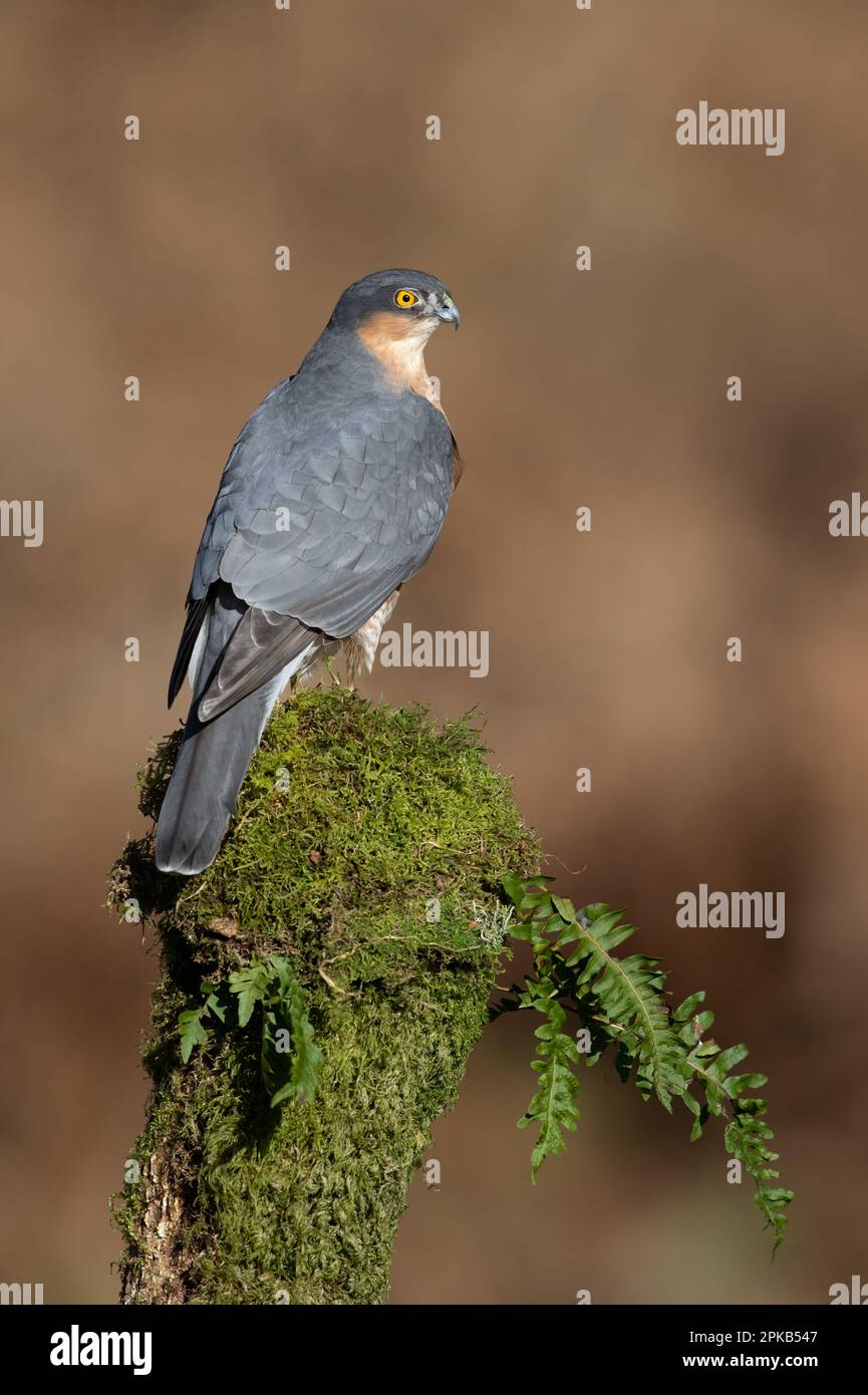 Sparrowhawk (Accipiter nisus) dans un défrichement forestier Banque D'Images