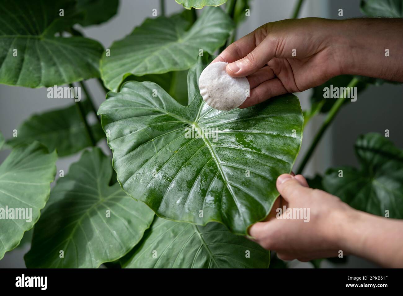 Homme mains essuyant la poussière des feuilles de plante, en prenant soin  de la maison Alocasia à l'aide de tampon de coton humide Photo Stock - Alamy